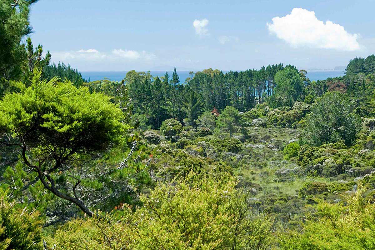 Matarangi Bluff Track wetlands