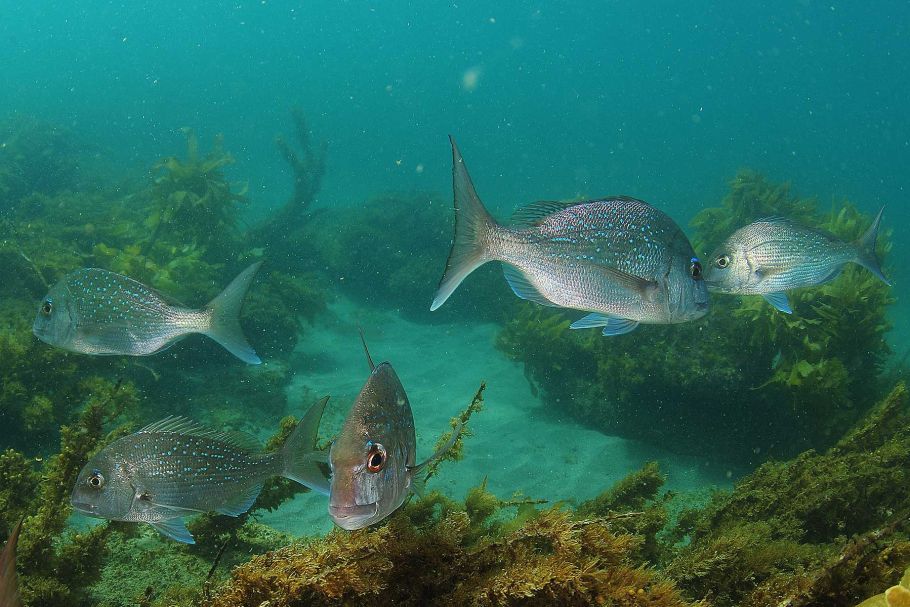 New Zealand snapper in marine reserve